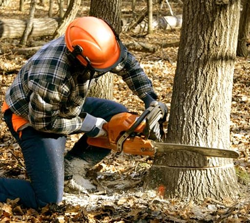 Tree Removal in Sidney, MI
